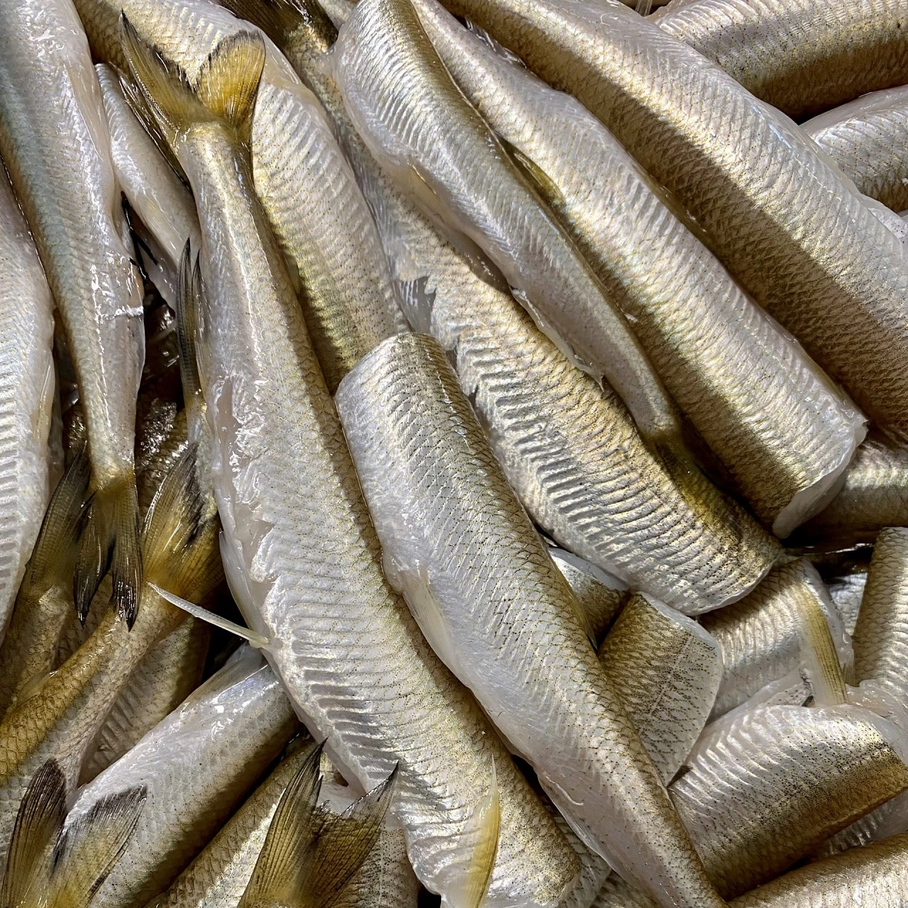 Smelt Frostfoder – Perfekt Naturligt Foder til Store Rovfisk